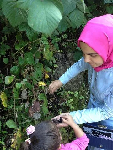 gezi yazisi ornekleri ayder yaylasi Böğürtlenler
