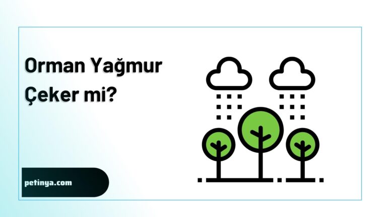 Orman Yagmur Ceker Mi